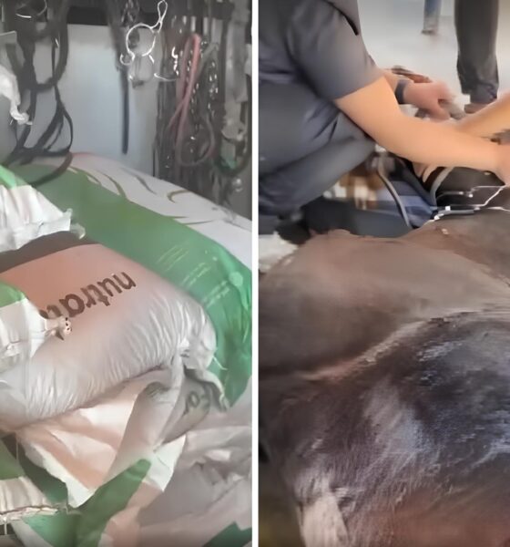 Mistério na Morte dos Cavalos: A Ração Proibida, a Contaminação Suspeita e o Caso que Parou o Brasil 16 Mist rio na Morte dos Cavalos A Ra o Proibida a Contamina o Suspeita e o Caso que Parou o Brasil