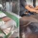 Mist rio na Morte dos Cavalos A Ra o Proibida a Contamina o Suspeita e o Caso que Parou o Brasil