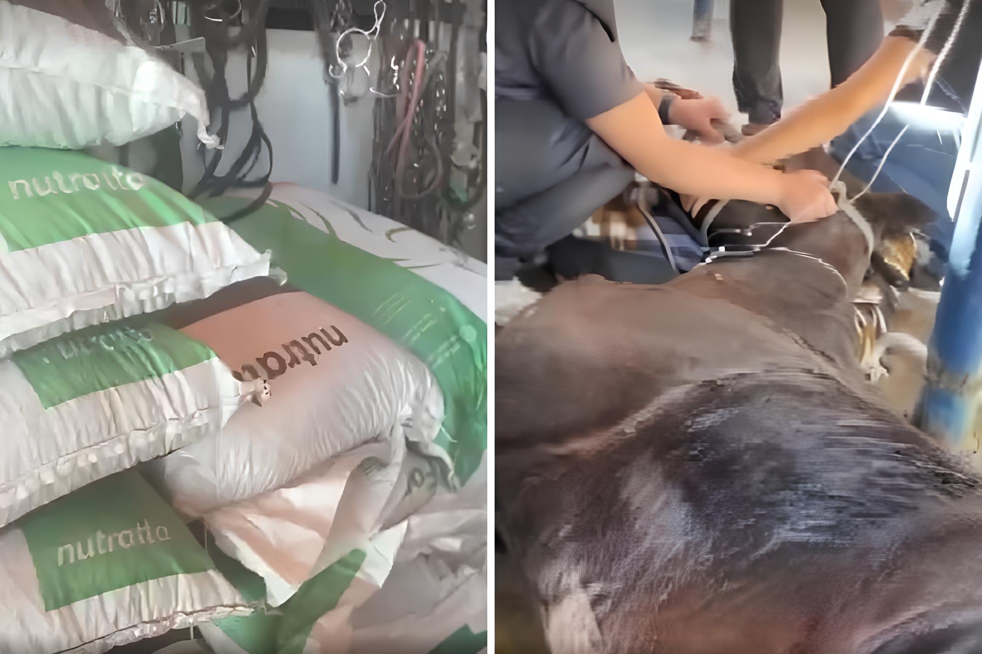 Mistério na Morte dos Cavalos: A Ração Proibida, a Contaminação Suspeita e o Caso que Parou o Brasil 15 Mist rio na Morte dos Cavalos A Ra o Proibida a Contamina o Suspeita e o Caso que Parou o Brasil