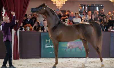 O Brasil no Centro das Aten es O Impacto do Campeonato Mundial do Cavalo rabe em 2025