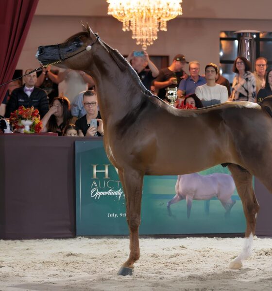 O Brasil no Centro das Atenções: O Impacto do Campeonato Mundial do Cavalo Árabe em 2025 16 O Brasil no Centro das Aten es O Impacto do Campeonato Mundial do Cavalo rabe em 2025