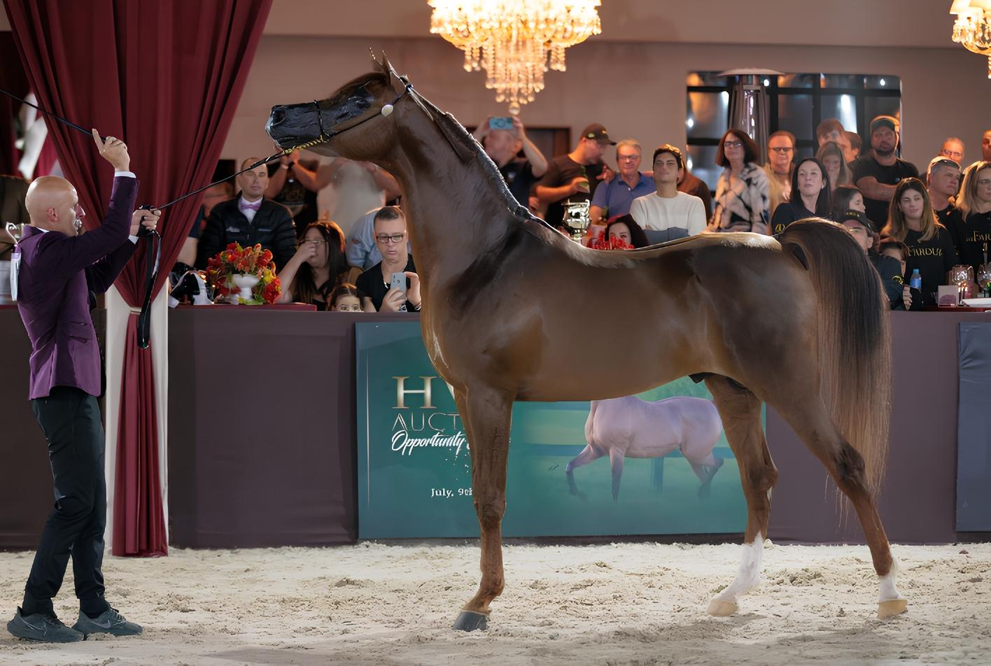 O Brasil no Centro das Atenções: O Impacto do Campeonato Mundial do Cavalo Árabe em 2025 15 O Brasil no Centro das Aten es O Impacto do Campeonato Mundial do Cavalo rabe em 2025
