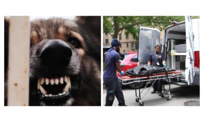 O Dia em que um Filhote de Pitbull Mudou Vidas para Sempre A Tr gica Hist ria que Chocou Nova York