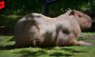 Quando a Natureza Decide Surpreender A Hist ria da Capivara que Entrou pelo Cano do Sistema de gua e Viralizou na Internet