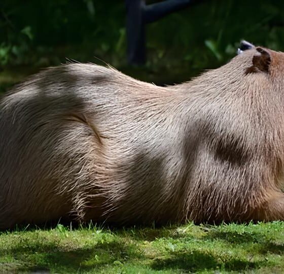 Quando a Natureza Decide Surpreender: A História da Capivara que Entrou pelo Cano do Sistema de Água e Viralizou na Internet 16 Quando a Natureza Decide Surpreender A Hist ria da Capivara que Entrou pelo Cano do Sistema de gua e Viralizou na Internet