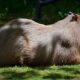 Quando a Natureza Decide Surpreender A Hist ria da Capivara que Entrou pelo Cano do Sistema de gua e Viralizou na Internet