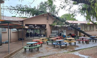 Quando a Natureza Invade O Dia em que uma rvore Transformou uma Escola de Piracicaba