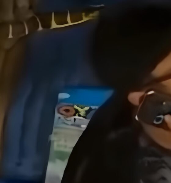 Quando o Acaso Salva Vidas Como um Simples Bon Foi Her i Contra uma Cobra Venenosa na Selva