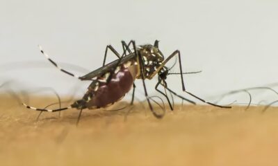A Dengue em Indaiatuba Uma Batalha Silenciosa que N o Pode Ser Ignorada