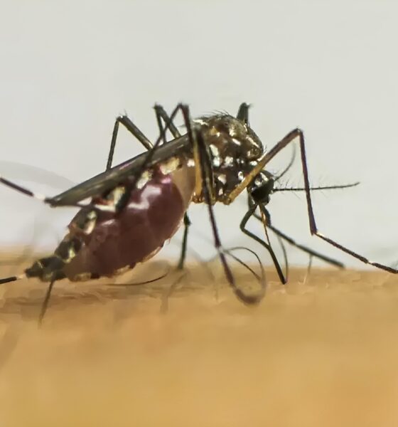 A Dengue em Indaiatuba Uma Batalha Silenciosa que N o Pode Ser Ignorada