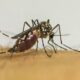 A Dengue em Indaiatuba Uma Batalha Silenciosa que N o Pode Ser Ignorada