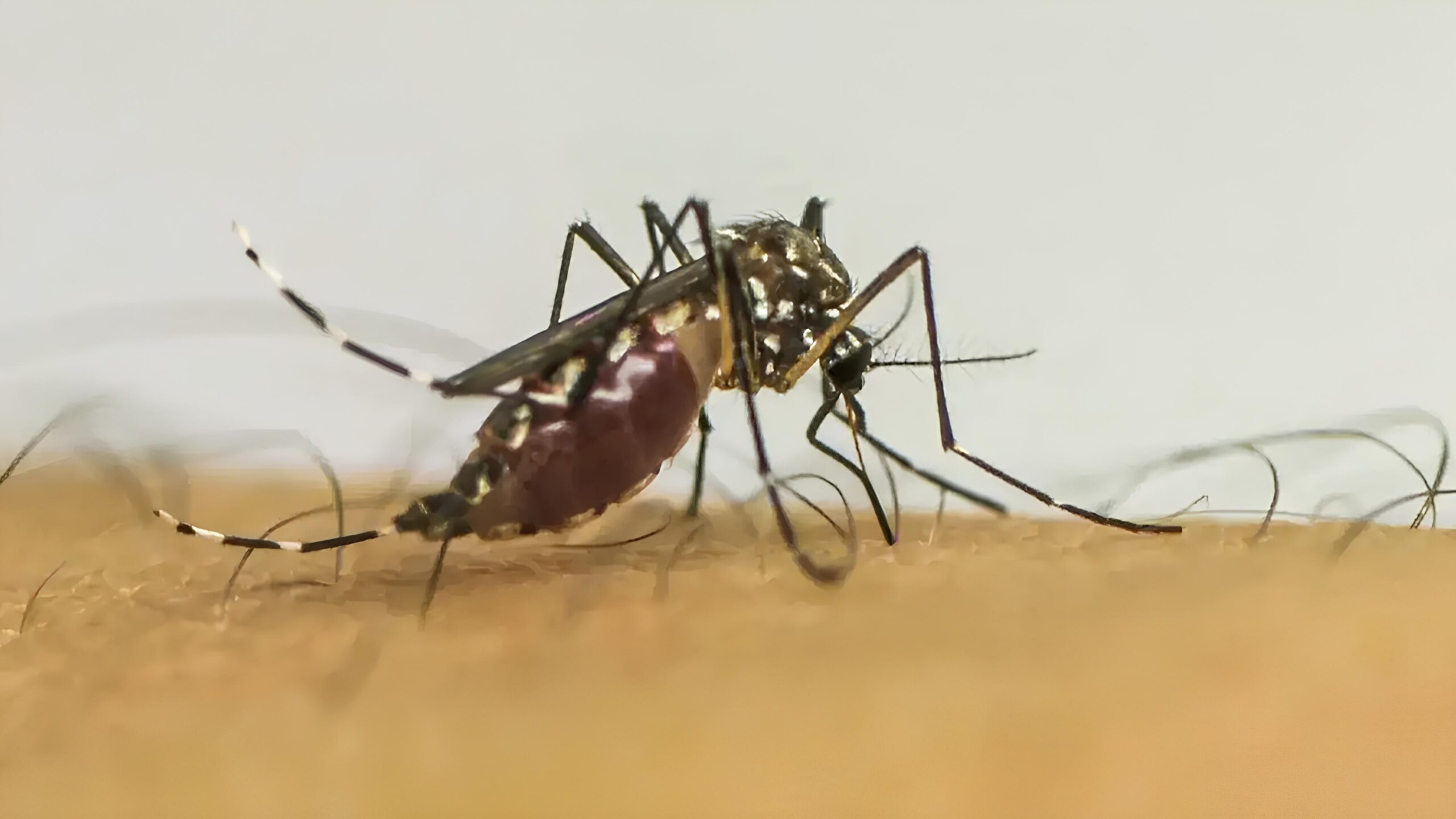 A Dengue em Indaiatuba Uma Batalha Silenciosa que N o Pode Ser Ignorada scaled