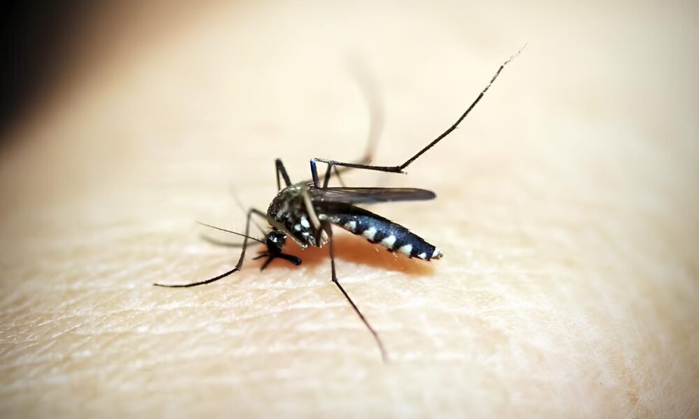 A Epidemia Silenciosa Como a Dengue Est Mudando o Futuro de Americana em 2025