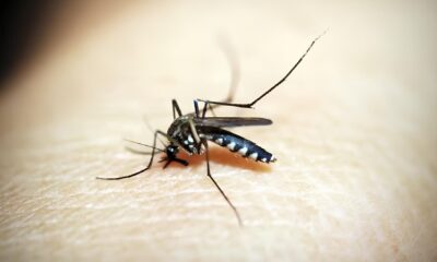 A Epidemia Silenciosa Como a Dengue Est Mudando o Futuro de Americana em 2025