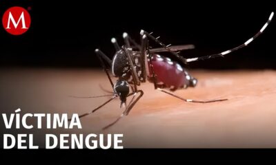 A Epidemia Silenciosa Como a Dengue Transformou Itu Salto e Indaiatuba em Zonas de Emerg ncia em 2025