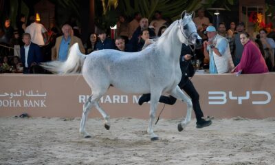 Cavalos rabes no Brasil Como o Pa s Galopou para os Holofotes do Circuito Internacional de Elite