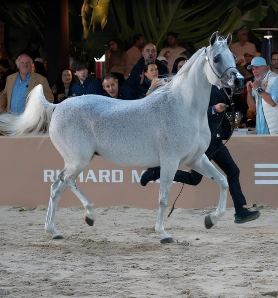 Cavalos Árabes no Brasil: Como o País Galopou para os Holofotes do Circuito Internacional de Elite 16 Cavalos rabes no Brasil Como o Pa s Galopou para os Holofotes do Circuito Internacional de Elite