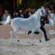 Cavalos rabes no Brasil Como o Pa s Galopou para os Holofotes do Circuito Internacional de Elite