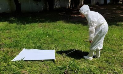 Febre Maculosa A Batalha Silenciosa Contra uma Amea a Invis vel