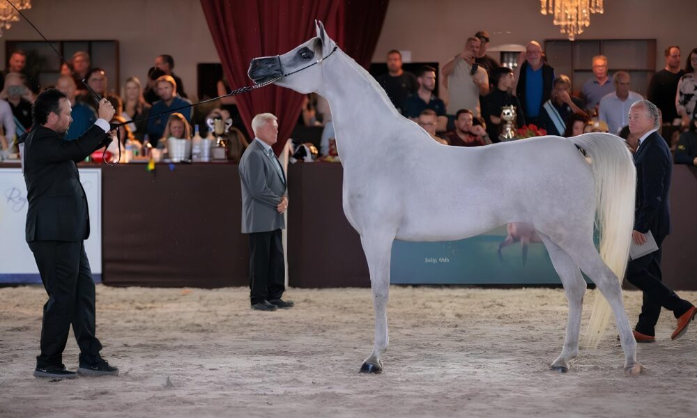 Indaiatuba Recebe o Maior Evento de Cavalos rabes da Am rica Latina Uma Celebra o de Cultura Neg cios e Esportes