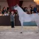 Indaiatuba Recebe o Maior Evento de Cavalos rabes da Am rica Latina Uma Celebra o de Cultura Neg cios e Esportes
