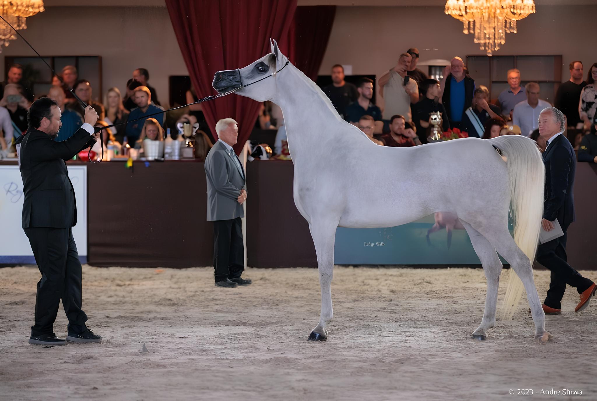 Indaiatuba Recebe o Maior Evento de Cavalos Árabes da América Latina: Uma Celebração de Cultura, Negócios e Esportes 15 Indaiatuba Recebe o Maior Evento de Cavalos rabes da Am rica Latina Uma Celebra o de Cultura Neg cios e Esportes