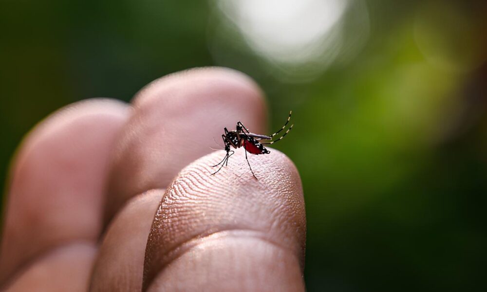 O Sil ncio Mortal da Dengue Como Indaiatuba e a Regi o Enfrentam uma Epidemia Invis vel