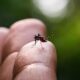 O Sil ncio Mortal da Dengue Como Indaiatuba e a Regi o Enfrentam uma Epidemia Invis vel