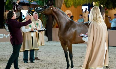 Os Cavalos rabes Conquistam o Mundo Como a Jord nia e o Catar Est o Redefinindo a Excel ncia no Esporte Equestre