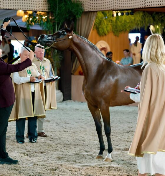 Os Cavalos rabes Conquistam o Mundo Como a Jord nia e o Catar Est o Redefinindo a Excel ncia no Esporte Equestre