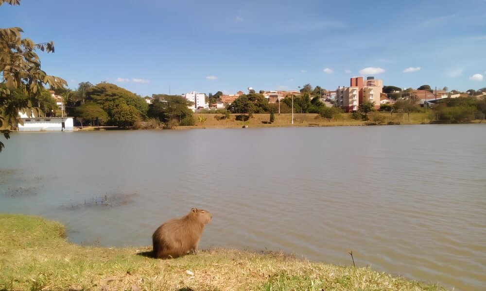 Por Que Vinhedo no Interior de S o Paulo Considerada uma Joia Escondida para Morar e Visitar