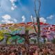 Sabores da Terra O Festival Caipira que Encanta Indaiatuba e Renova Tradi es