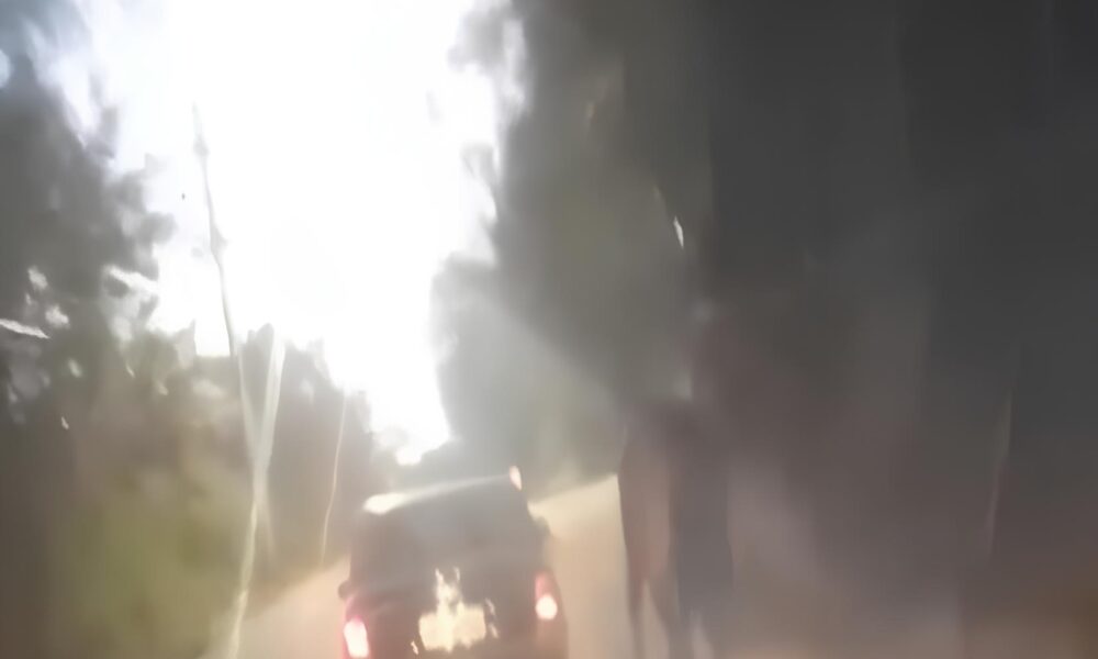 Cavalo Puxado por Carro em Rodovia O Grito Silencioso de um Animal em Perigo e o Que Isso Revela Sobre Nossa Sociedade