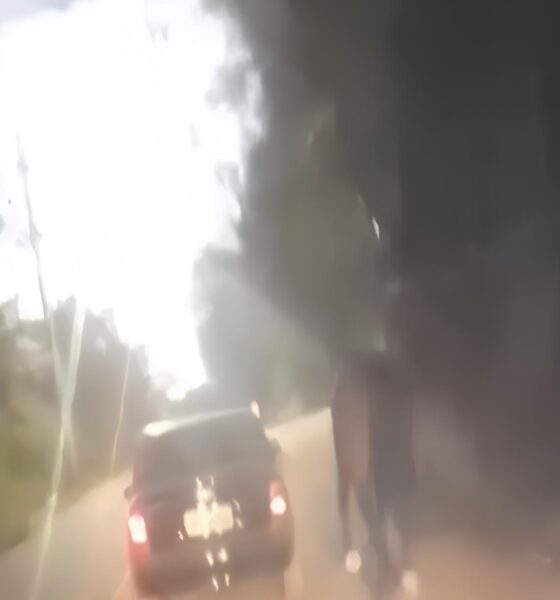 Cavalo Puxado por Carro em Rodovia: O Grito Silencioso de um Animal em Perigo e o Que Isso Revela Sobre Nossa Sociedade 10 Cavalo Puxado por Carro em Rodovia O Grito Silencioso de um Animal em Perigo e o Que Isso Revela Sobre Nossa Sociedade