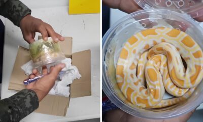 Cobra Ex tica Encontrada em Caixa dos Correios O Que Isso Revela Sobre o Tr fico de Animais no Brasil