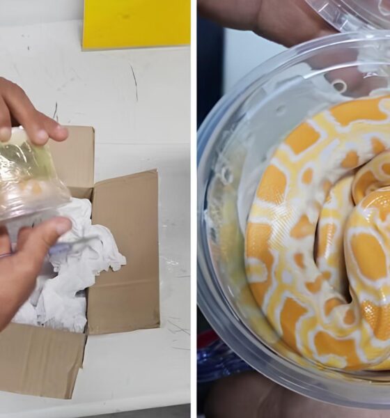 Cobra Exótica Encontrada em Caixa dos Correios: O Que Isso Revela Sobre o Tráfico de Animais no Brasil? 9 Cobra Ex tica Encontrada em Caixa dos Correios O Que Isso Revela Sobre o Tr fico de Animais no Brasil