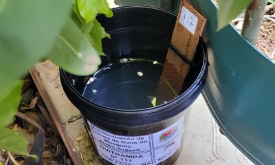 Como Indaiatuba Est Combatendo o Mosquito da Dengue com 200 Novas Armadilhas Uma Estrat gia Inovadora que Pode Salvar Vidas