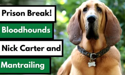 Conhe a Zeus o Bloodhound de Maring Que Est Revolucionando as Opera es de Busca e Resgate no Brasil