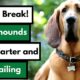 Conhe a Zeus o Bloodhound de Maring Que Est Revolucionando as Opera es de Busca e Resgate no Brasil