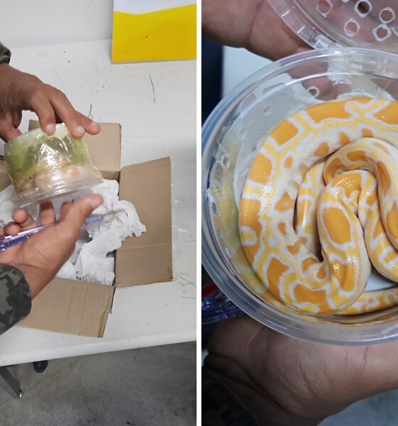 Encontrada em Caixa pelos Correios: Como uma Cobra Exótica de 40 cm Revela o Submundo do Tráfico de Animais no Brasil 9 Encontrada em Caixa pelos Correios Como uma Cobra Ex tica de 40 cm Revela o Submundo do Tr fico de Animais no Brasil