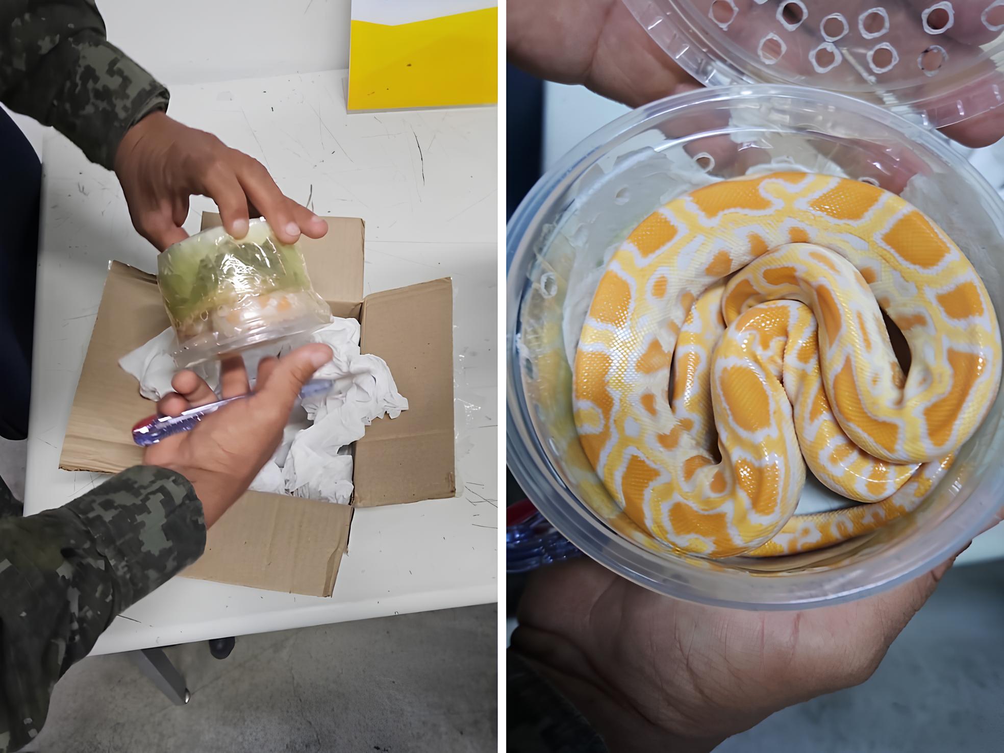 Encontrada em Caixa pelos Correios: Como uma Cobra Exótica de 40 cm Revela o Submundo do Tráfico de Animais no Brasil 8