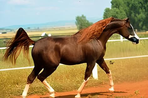 Frente Fria Derruba Temperaturas no MS Como o Clima Impacta o Agroneg cio e os Ativos Vivos do Setor Equino