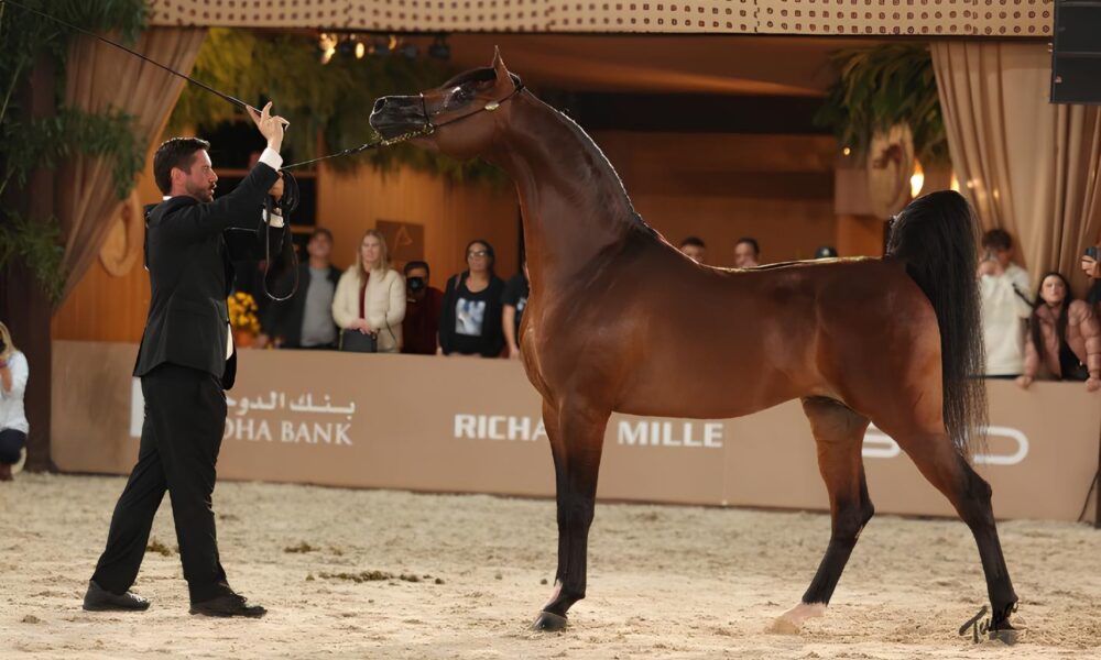 O Brasil no P dio Como a Semana do Cavalo rabe Conquistou o Mundo em 2025