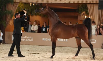 O Brasil no P dio Como a Semana do Cavalo rabe Conquistou o Mundo em 2025