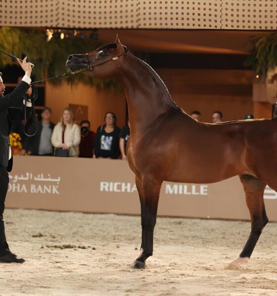 O Brasil no Pódio: Como a Semana do Cavalo Árabe Conquistou o Mundo em 2025 9 O Brasil no P dio Como a Semana do Cavalo rabe Conquistou o Mundo em 2025