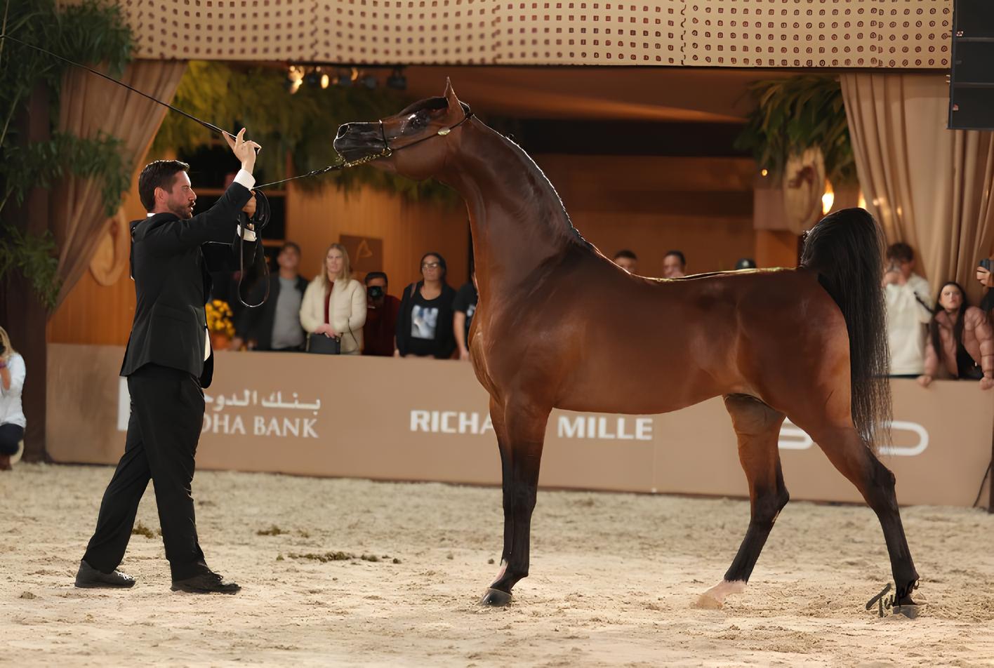 O Brasil no Pódio: Como a Semana do Cavalo Árabe Conquistou o Mundo em 2025 8 O Brasil no P dio Como a Semana do Cavalo rabe Conquistou o Mundo em 2025