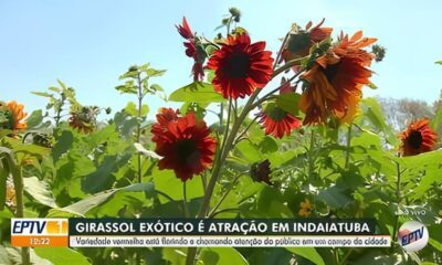 O Girassol Vermelho A Flor Ex tica Que Custa At 100 Vezes Mais do Que a Tradicional e Encanta Cora es