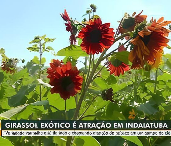 O Girassol Vermelho A Flor Ex tica Que Custa At 100 Vezes Mais do Que a Tradicional e Encanta Cora es
