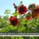 O Girassol Vermelho A Flor Ex tica Que Custa At 100 Vezes Mais do Que a Tradicional e Encanta Cora es
