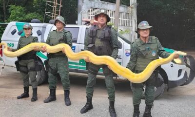 O Mist rio por Tr s da Cobra na Caixa Como um Filhote de P ton Albina Revelou uma Rede de Tr fico de Animais